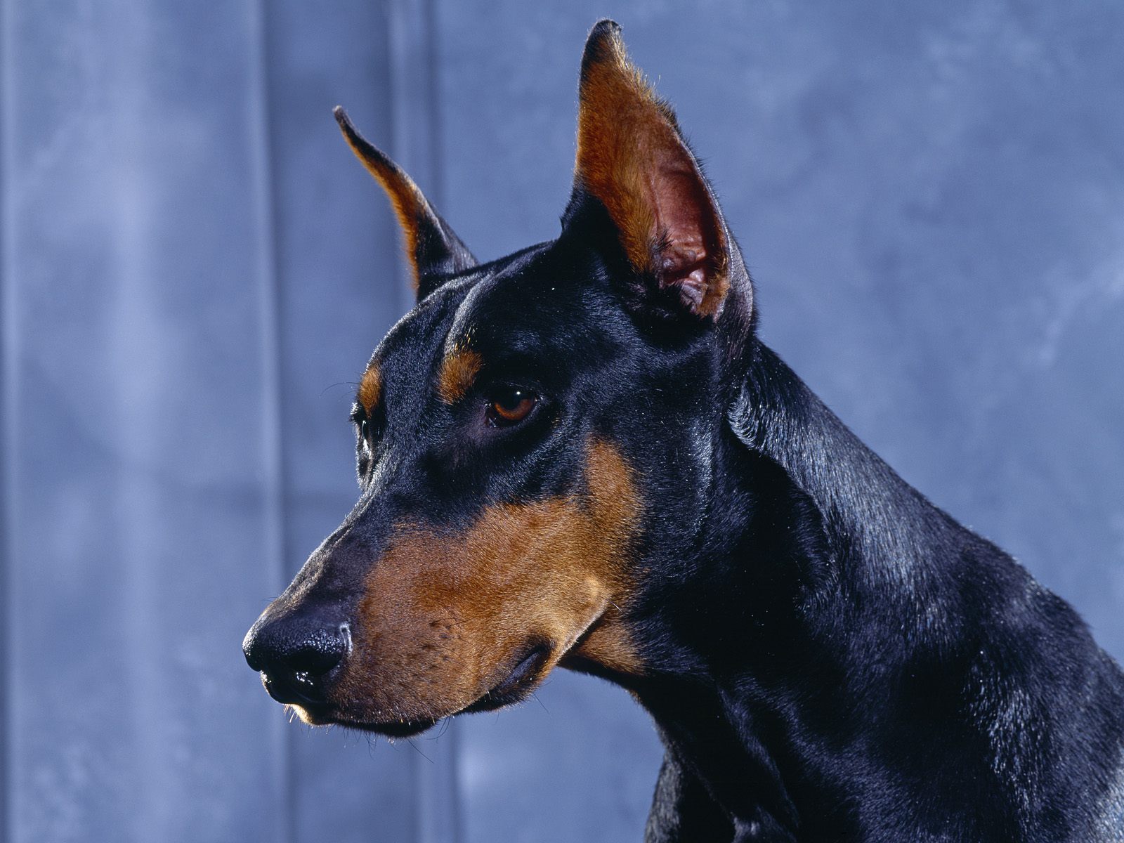 Doberman Pinscher HD Wallpaper Backgrounds Dog Pictures